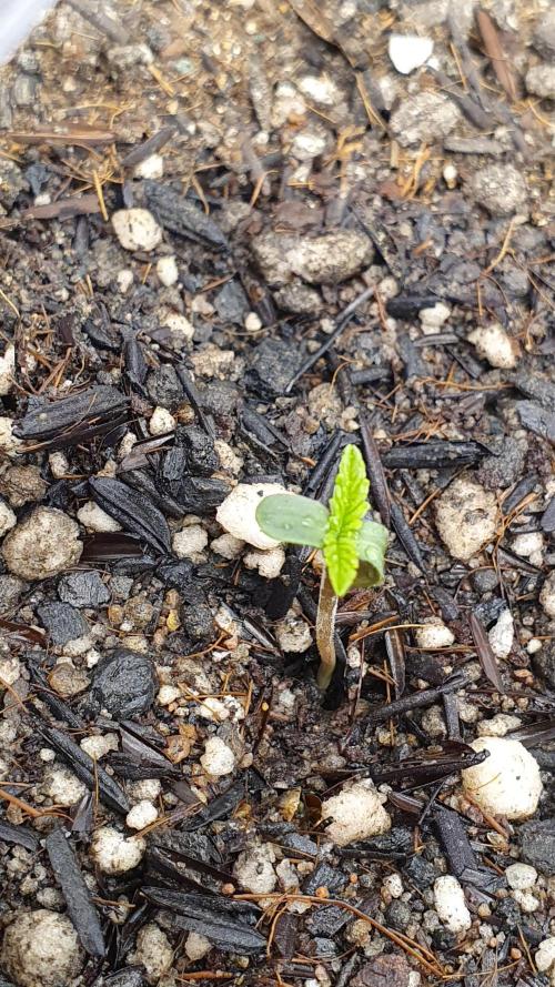 GROWER 93 BR. Week 0