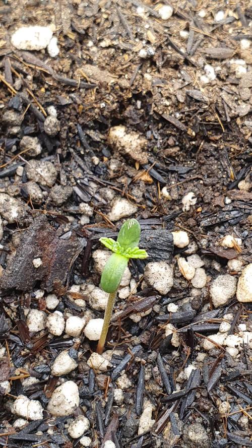 GROWER 93 BR. Week 0