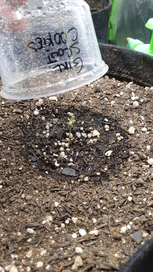 GROWER 93 BR. Week 0