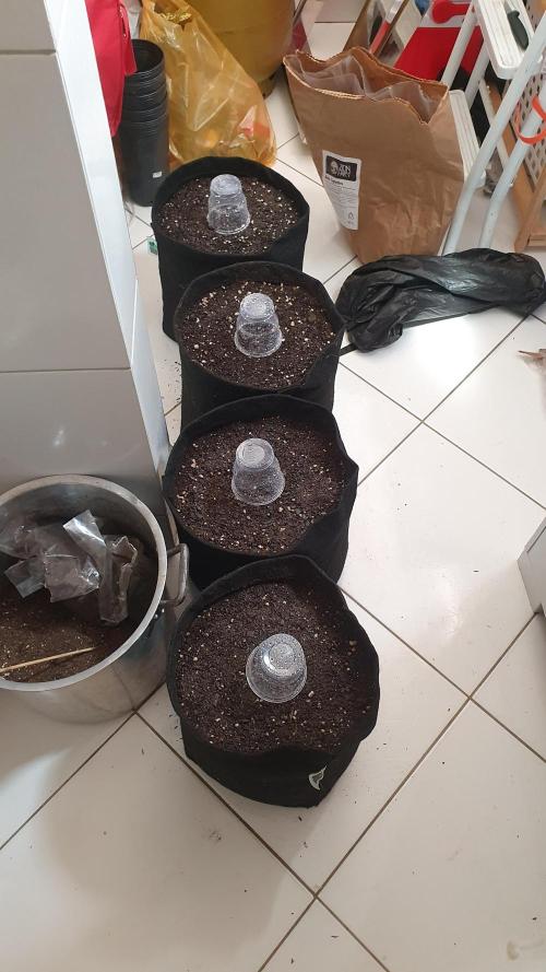 GROWER 93 BR. Week 0