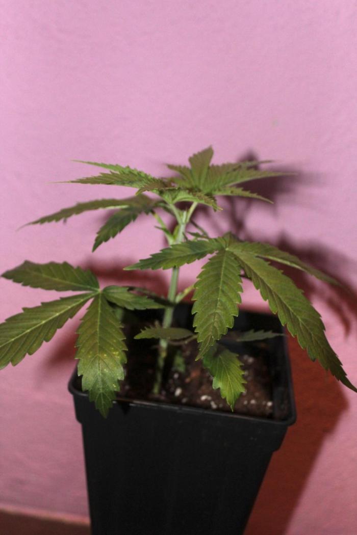 Critical Madarine von Traphouse Genetics. Week 4