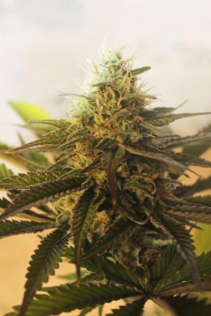 Critical Madarine von Traphouse Genetics. Week 6