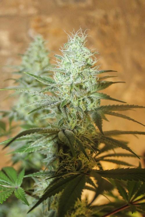 Banana Kush - GermanBulkSeeds. Week 6