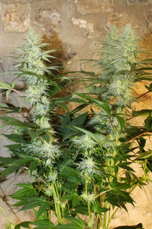 Banana Kush - GermanBulkSeeds. Week 6