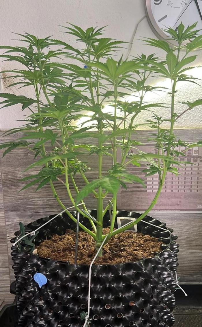 Apple Fritter. Week 7