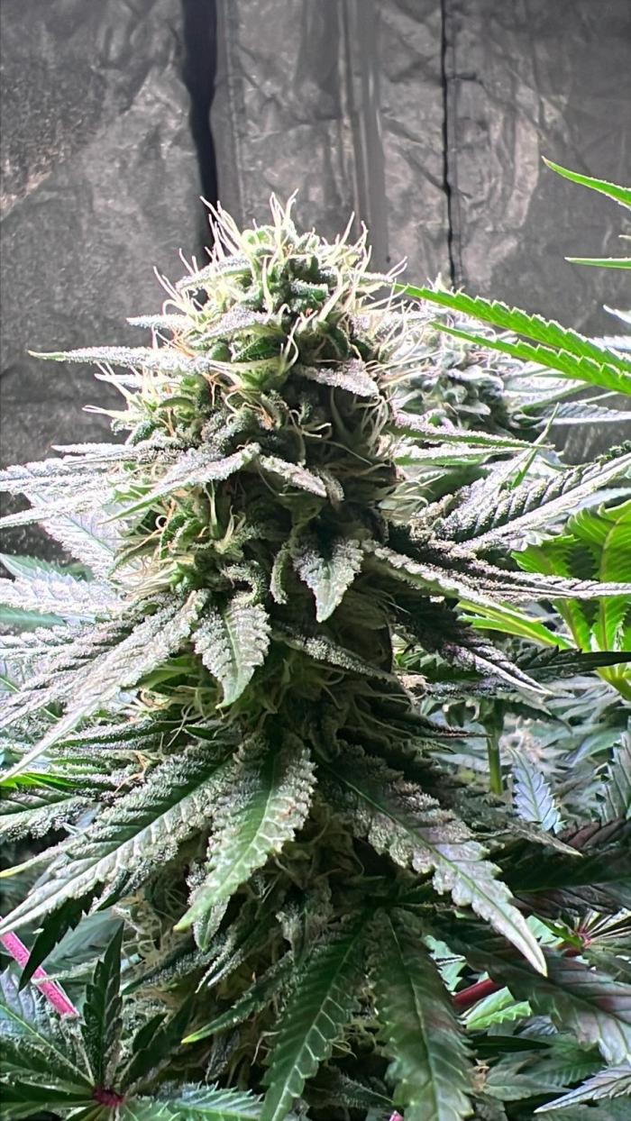 Apple Fritter. Week 8