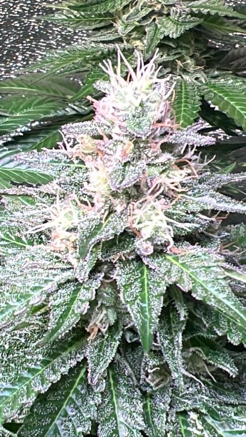 Apple Fritter. Week 9