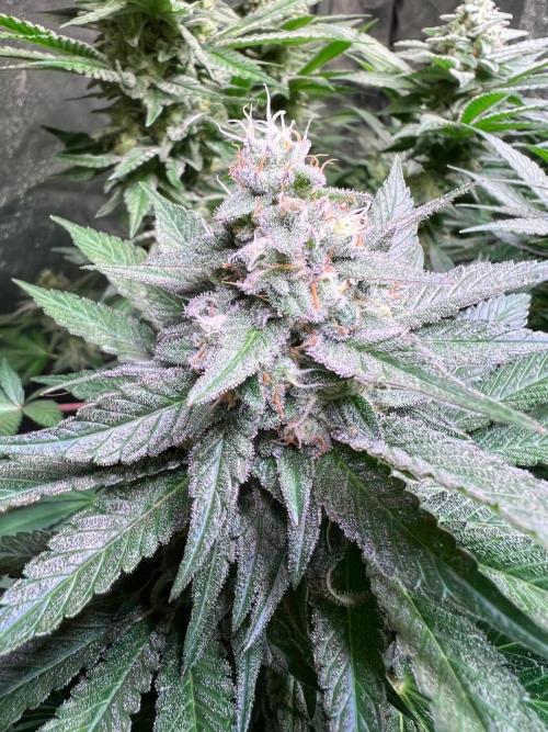 Apple Fritter. Week 9