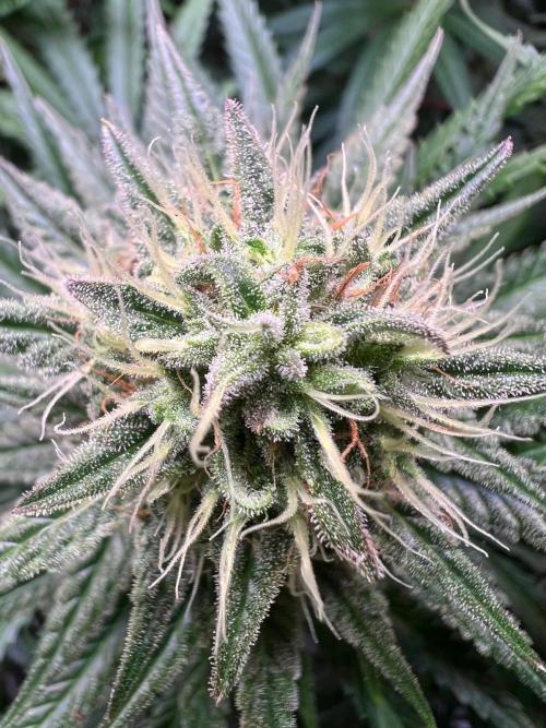 Apple Fritter. Week 9