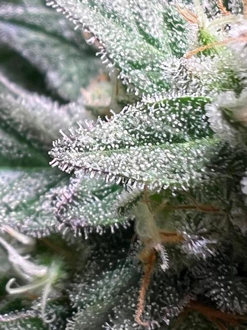 Apple Fritter. Week 9