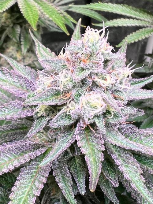 Apple Fritter. Week 9