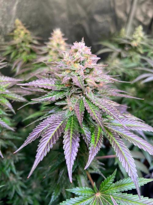 Apple Fritter. Week 9