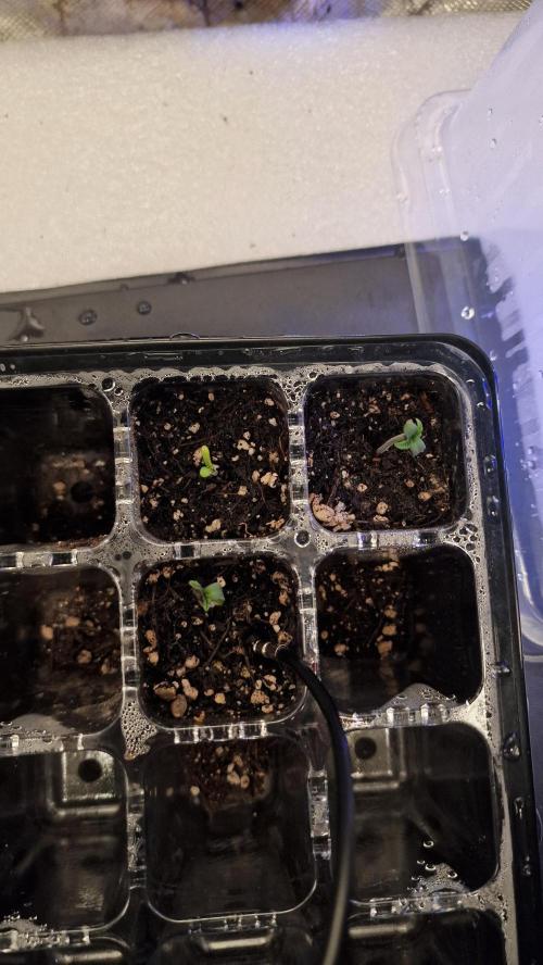 Cherry Cola Auto F3 FastBuds - @Andy497_. Week 0 - Die beiden Oberen sind die Cherry Cola Auto :)