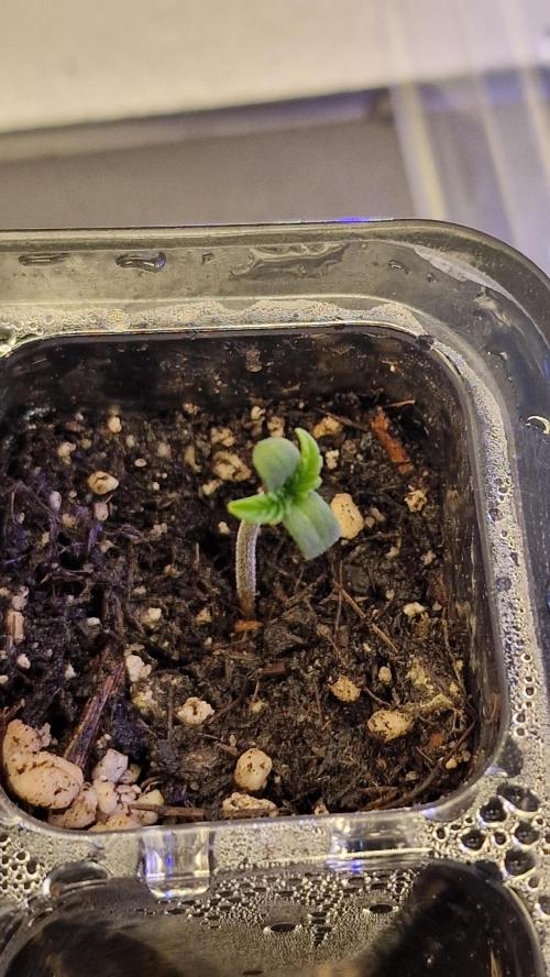 Cherry Cola Auto F3 FastBuds - @Andy497_. Week 0