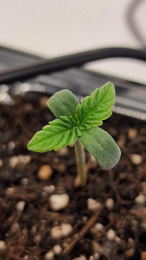 Cherry Cola Auto F3 FastBuds - @Andy497_. Week 1