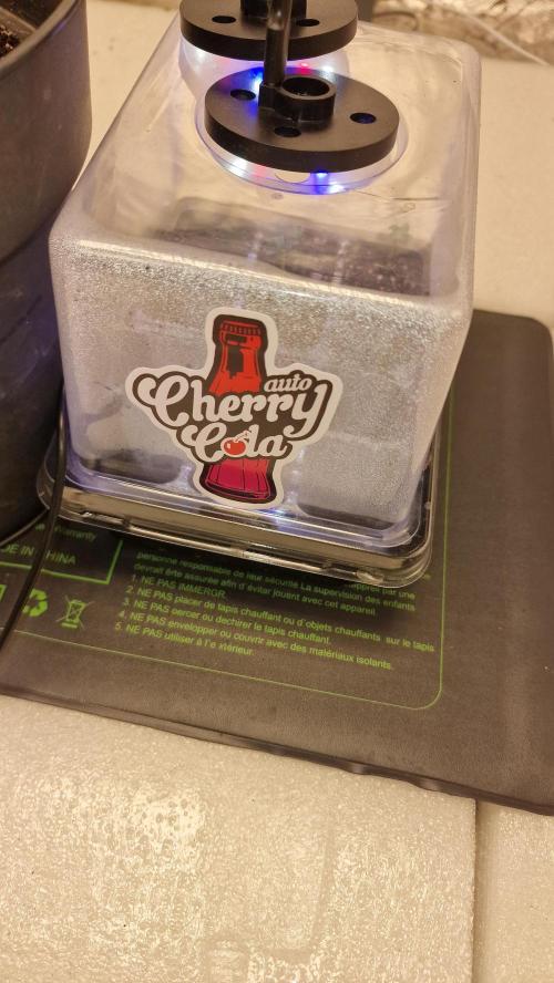 Cherry Cola Auto F3 FastBuds - @Andy497_. Week 1