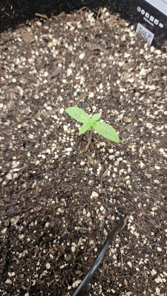 Cherry Cola Auto F3 FastBuds - @Andy497_. Week 2