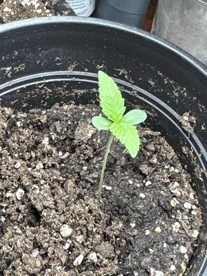 Jive Turkey - First Grow. Week 0 - ~9 days since germination