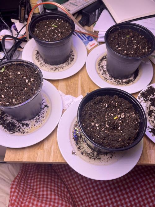First Grow. Week 0 - So sehen sie auf meinem Schreibtisch aus