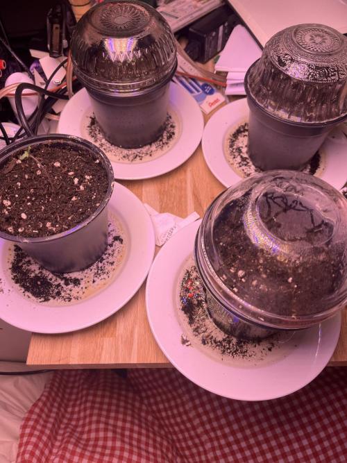 First Grow. Week 0 - Stark! 💪 