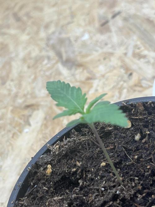 First Grow. Week 1 - Pflanze 1