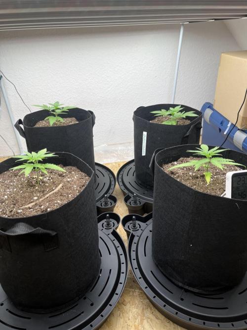 First Grow. Week 5