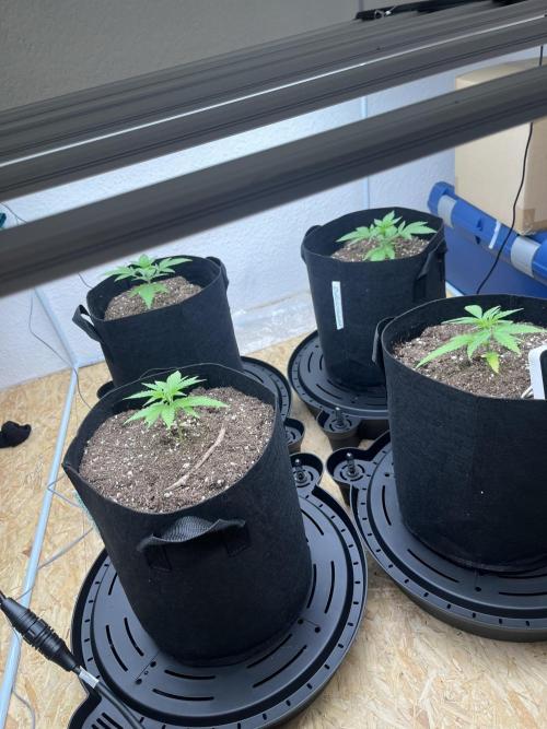 First Grow. Week 5