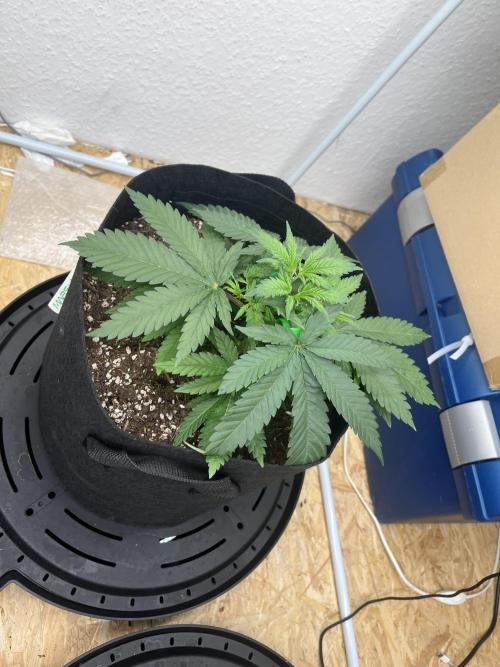 First Grow. Week 8