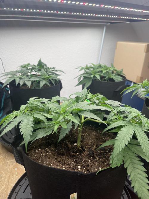 First Grow. Week 10