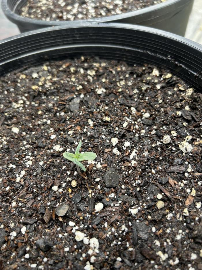 Double grape. Week 0 - First set looking good