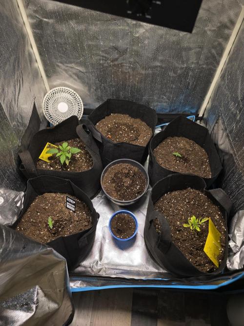 Growbruder Niclas. Week 0 - Meinung erste woche white skunk woche 2