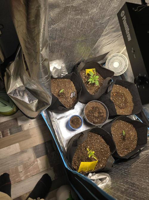 Growbruder Niclas. Week 0 - Sehr träge