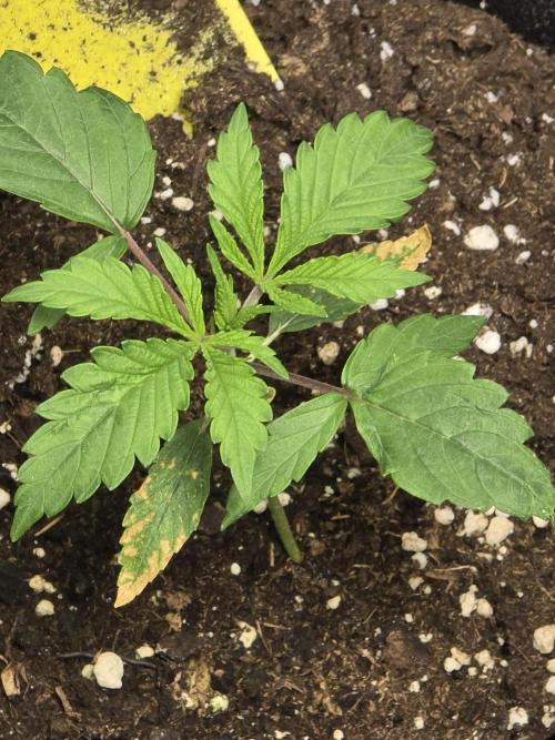 Growbruder Niclas. Week 0 - White skunk