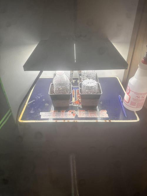 PD GREEN THUMB. Week 0 - Royal seed, pink mist and a lucky mix from blue saguaro seed Co.