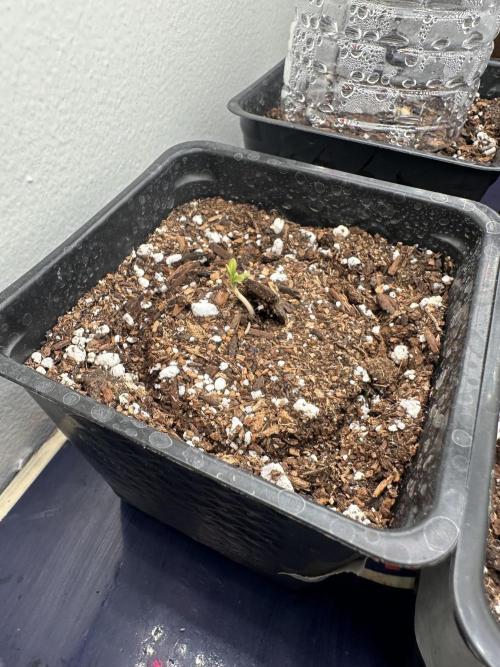 PD GREEN THUMB. Week 0 - Pink mist Lucky mix