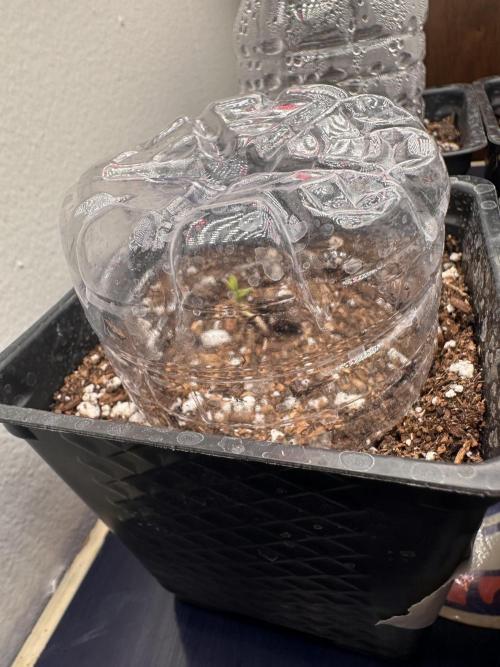 PD GREEN THUMB. Week 0 - Pink mist