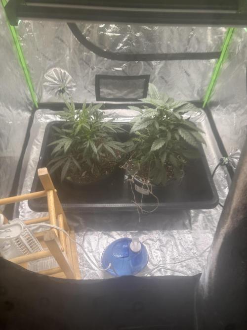 Dispensary seeds. Week 3 - Random grow have no idea. Just know they are Auto‘s and one might not be.