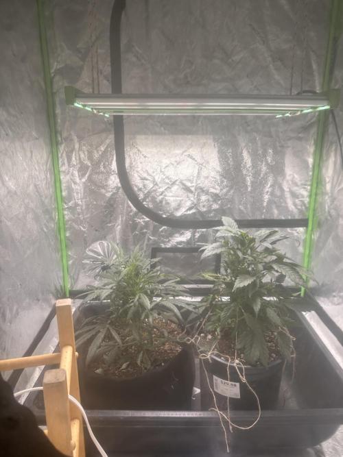 Dispensary seeds. Week 3