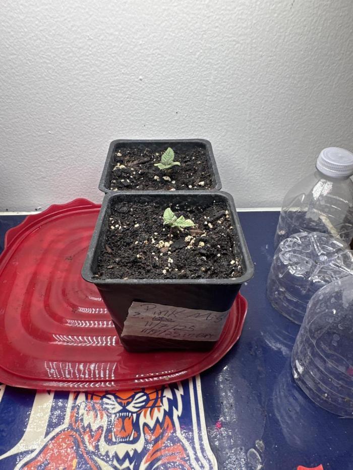 PD GREEN THUMB. Week 1