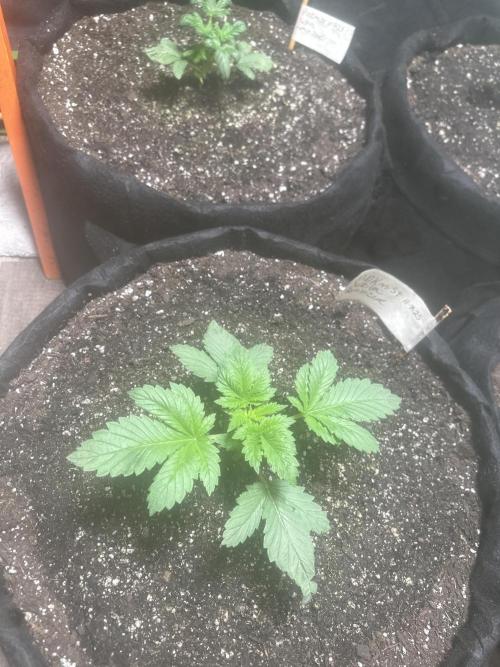 PD GREEN THUMB. Week 3