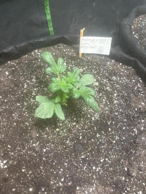 PD GREEN THUMB. Week 3