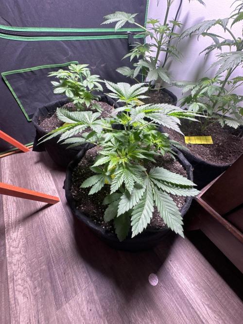 PD GREEN THUMB. Week 5 - The two pink mist were started on 11, 7, 25 approximately five weeks ago