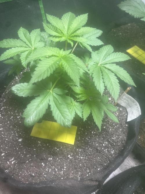 PD GREEN THUMB. Week 5 - This plan is the one that was short and weird, but it seems to be coming out of 