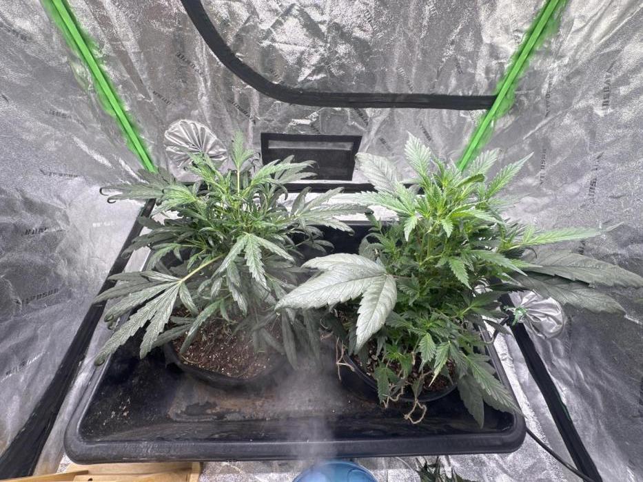 Dispensary seeds. Week 4 - I guess they had nitrogen toxicity but I’m getting the light green color back