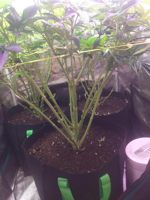 Tropicana cherry. Week 6