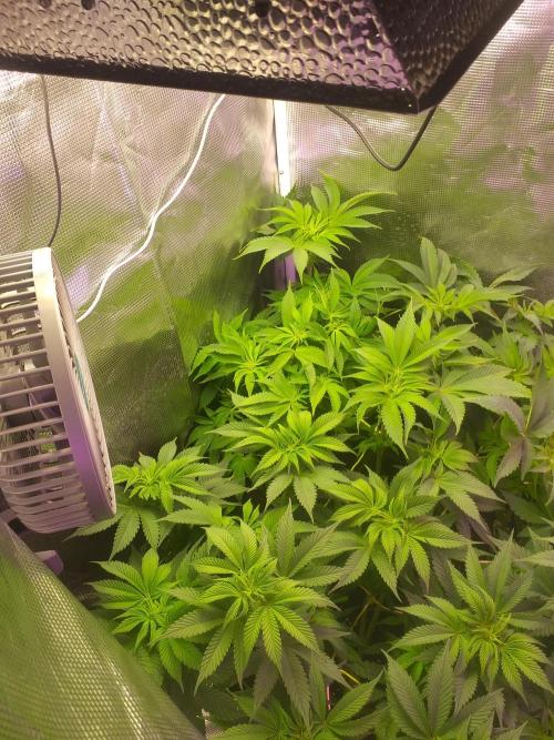 Tropicana cherry. Week 6