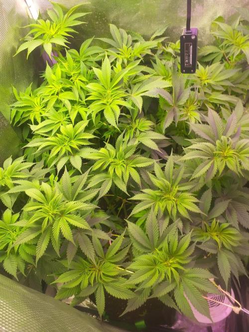 Tropicana cherry. Week 6