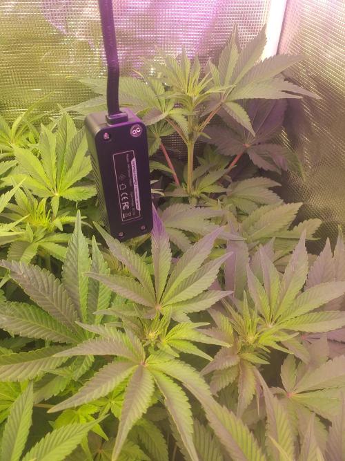 Tropicana cherry. Week 7