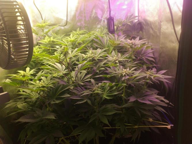 Tropicana cherry. Week 7