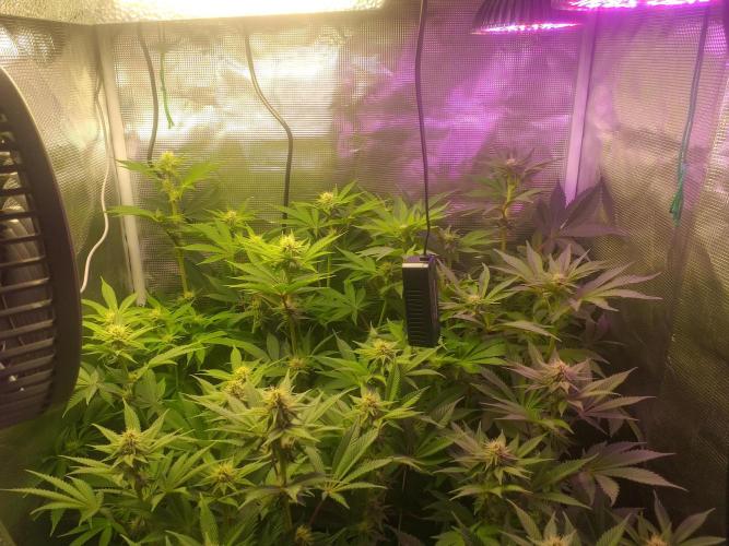 Tropicana cherry. Week 8